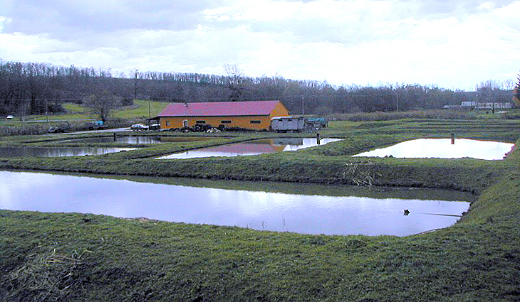 Somogygeszti halnevelő telep